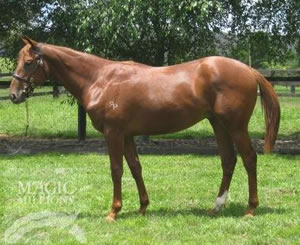 Magic Albert, Most Profitable Sire at MM