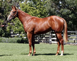 $660,000 Encosta Colt Tops Yarraman MM