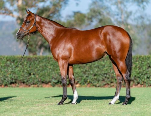 Blueblood debut winner for I Am Invincible