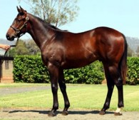 Yarraman Sold Mr Big, Champion Singapore 2YO