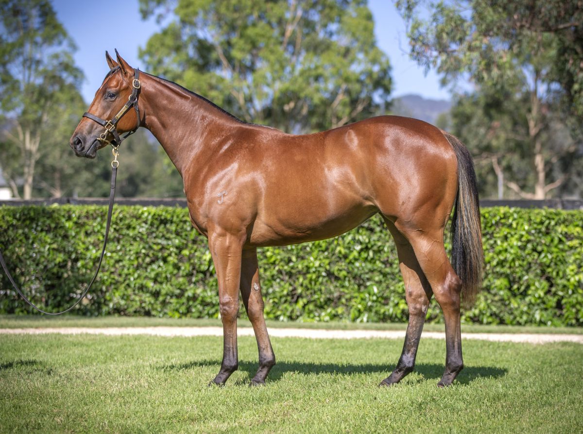 G1 Potential – Home Affairs Filly Dazzles in G3 Quezette