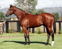 Debut Second for Easter Sale-Topper