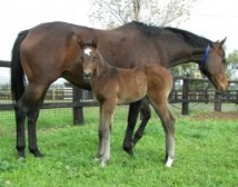 Half-Brother to Alinghi Arrives at Yarraman