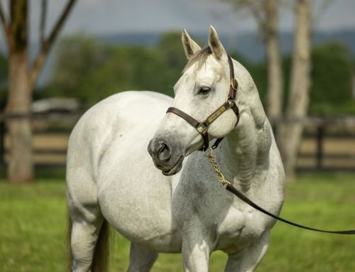 Mare in foal to I Am Invincible Sells for $1.15Million