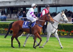 Metropolitan Double for Magic Albert