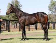 Randwick Victory for Purrpurrlena