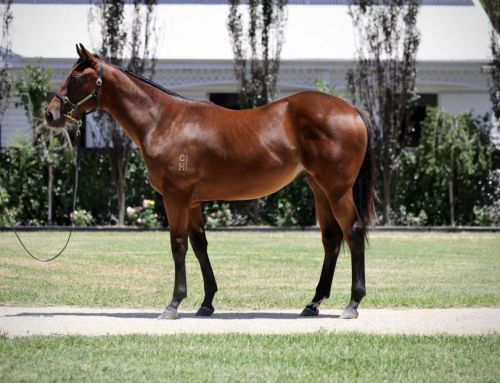 $320,000 Hellbent Filly – Three-Quarter Brother Wins Trial This Morning
