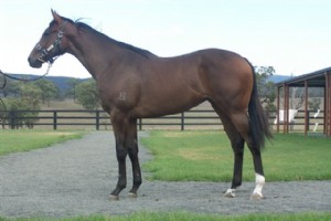 Catbird Filly Impresses