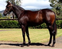 Is This Australia’s Best Maiden?