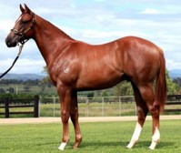 Flemington Win for Steep