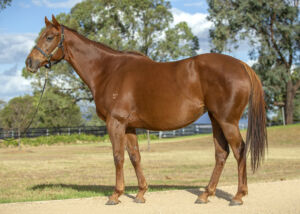 Inglis Chairman’s – Lot 11