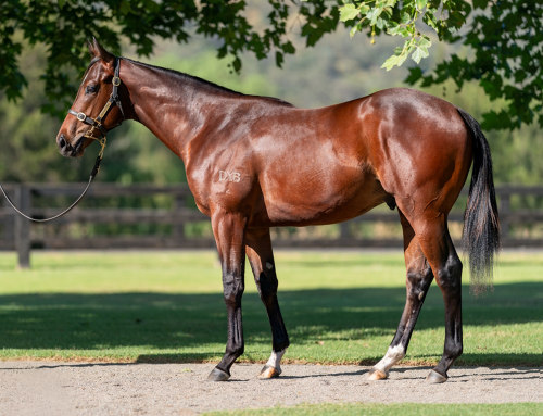 2023 Magic Millions Sale-Topper Opens His Account