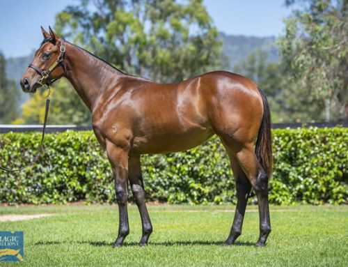 Stylish Debut Win for Invincible Filly
