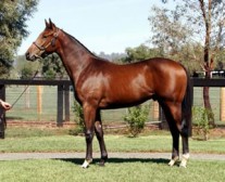Caulfield Win for Veewap