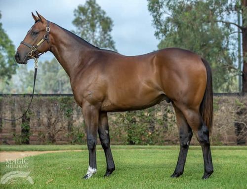 Yarraman Park Bred and Sold New Invincible Stakes-Winner
