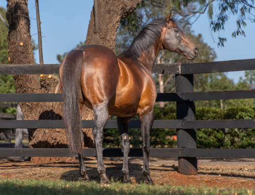 Brilliant return for sister to NZ$1.65 million record-breaking colt