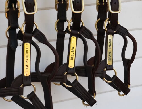 Yarraman Park release 2026 stallion fees