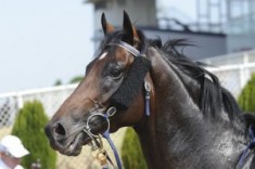 Derby Winner Sold by Yarraman Park