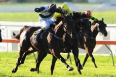 Another Group One Derby for Catbird