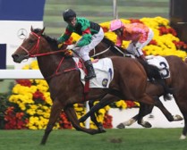 Catbird Hopeful for Hong Kong Derby