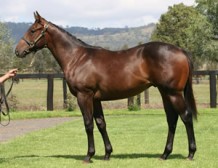 Here De Angels Dazzles at Morphettville