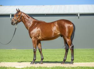 2025 Inglis Classic – Lot 10