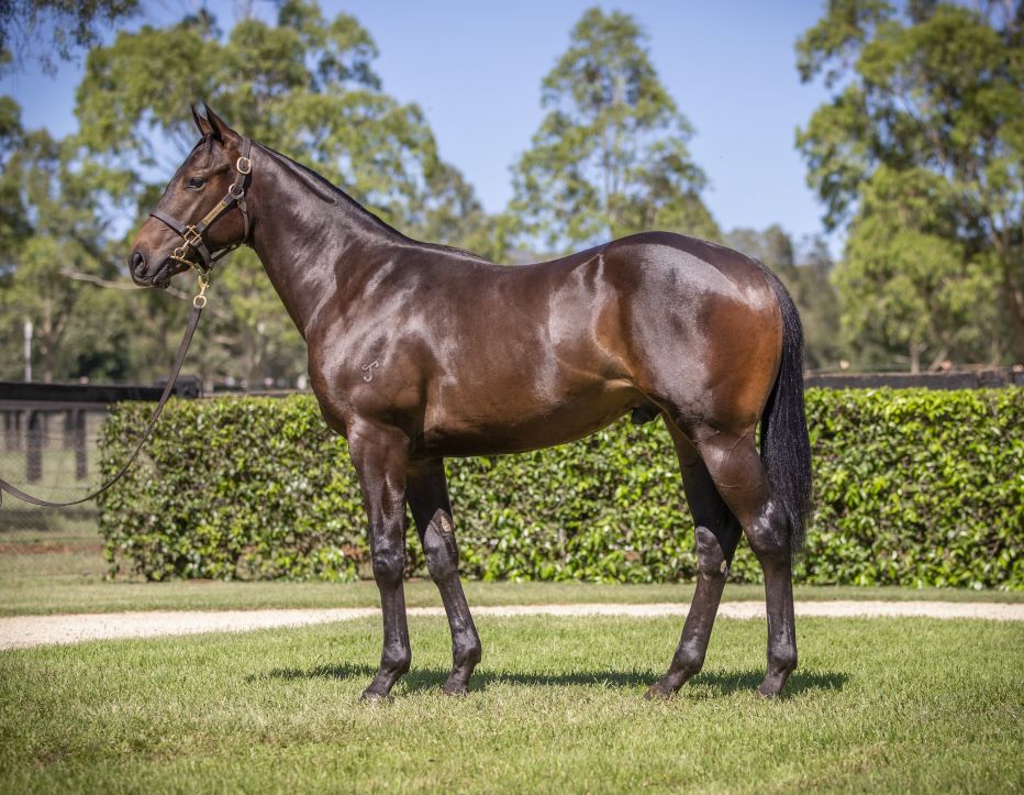 2024 Magic Millions National Broodmare Sale