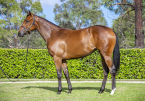 2026 Inglis Premier – Lot 104