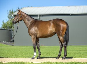 2025 Inglis Classic – Lot 114