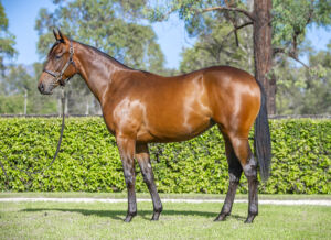 2026 Inglis Premier – Lot 114
