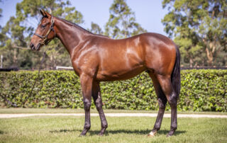 Seize The Day as a yearling