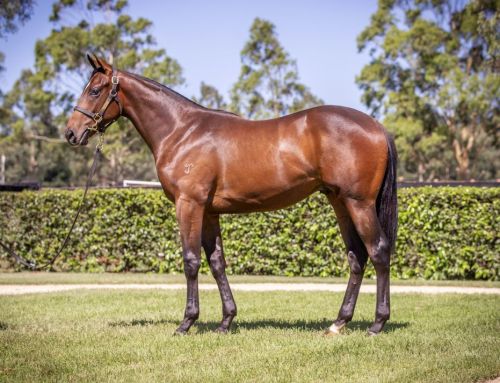 Lot 115: I Am Invincible x Zimaretto, colt