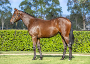 2026 Inglis Premier – Lot 123