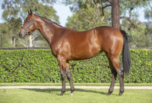 2026 Inglis Easter – Lot 125