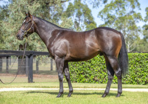 2026 Inglis Easter – Lot 13