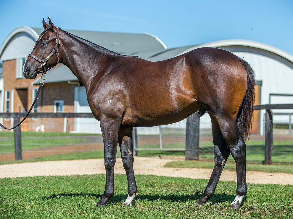 Lot 148 - I Am Invincible x Purrpurrlena - Colt – Yarraman Park Stud