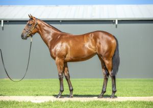 2025 Inglis Classic – Lot 153