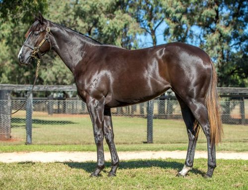 Lot 1546 – Maurice x See Lion Woman – Filly