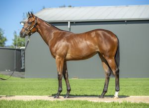 2025 Inglis Classic – Lot 155