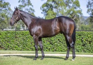 2026 Inglis Easter – Lot 16