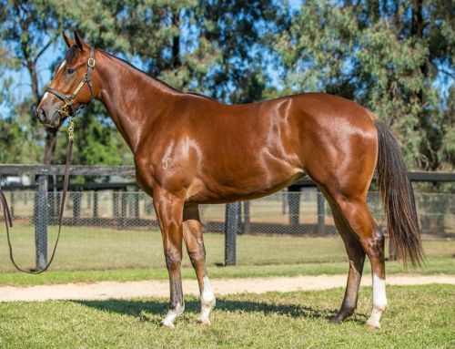 Lot 1649 – So You Think x African Rainbow – Filly