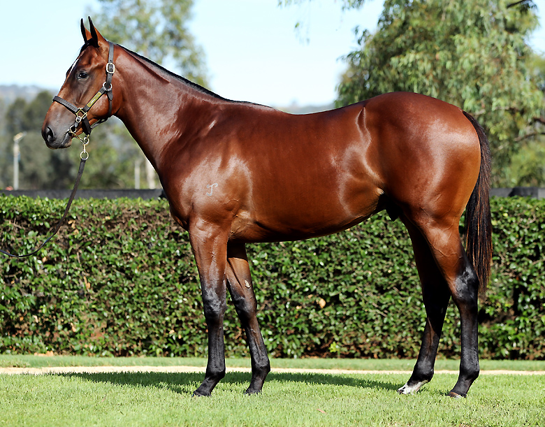 lot 166 Al's magic miss lr – Yarraman Park Stud