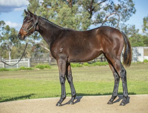 Lot 166: So You Think (NZ) x Estijmaam colt