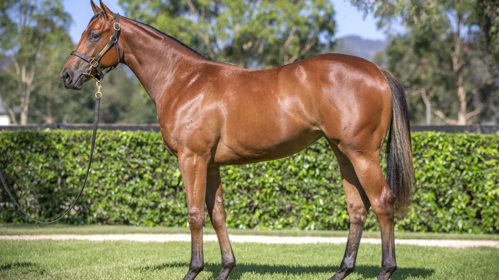 Queensland Calling – Yarraman Park Graduate Dazzles on Debut