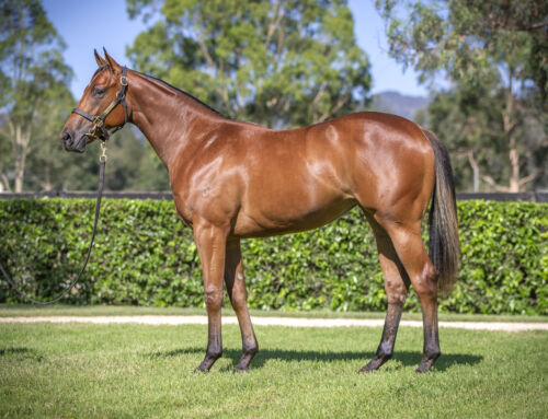 Queensland Calling – Yarraman Park Graduate Dazzles on Debut