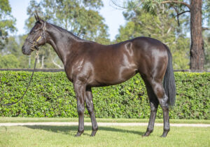 2026 Inglis Easter – Lot 194