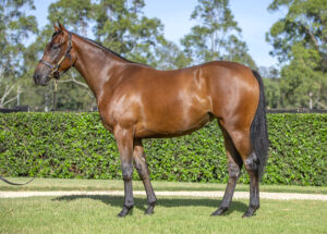 2026 Inglis Easter – Lot 196