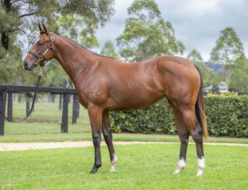 Lot 200: Bay Filly, Hellbent x Laney