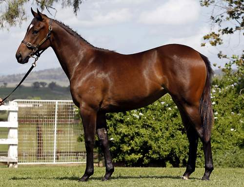 Lot 212 – I Am Invincible x Love In Spring