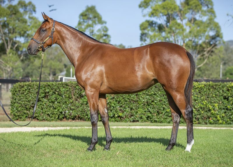 Sales – Yarraman Park Stud